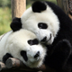 This study was in humans, not pandas, but aren’t these pandas great?